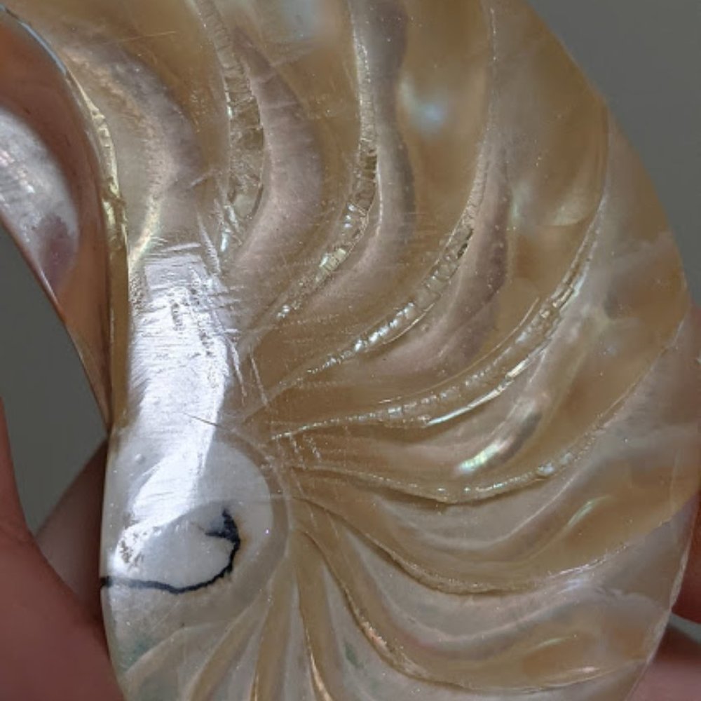 Shell Necklace - Picture 2 of 3